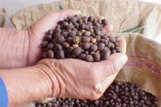 Puntarenas (Puerto Caldera) Coffee Plantation cruise excursion